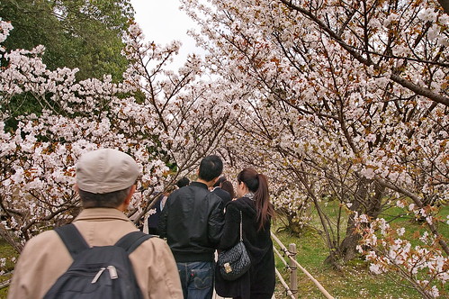 【写真】2013 桜 : 仁和寺/2020-10-17/IMGP0020