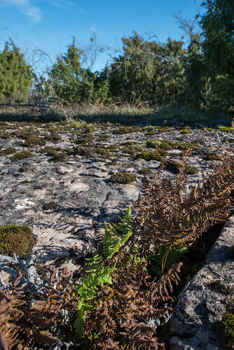 sverige öland kalmarlän kalkbräken gymnocarpiumrobertianum karstområde gyngealvar 2platser 1diverseväxter