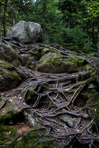 park trees canada rock forest woods quebec roots québec tremblant parc qc monttremblant parcnationaldumonttremblant