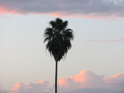 sky sun nature beauty clouds evening pretty skies texas sunsets palmtrees