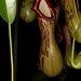 Nepenthes burkei - WOC Singapore 2011-11-15 02