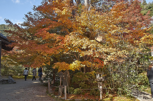 【写真】2013 紅葉 : 西明寺/2021-11-25/IMGP3225