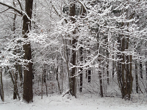 trees winter snow me portland maine