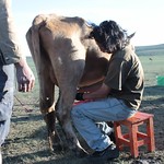 Orgi milking a cow