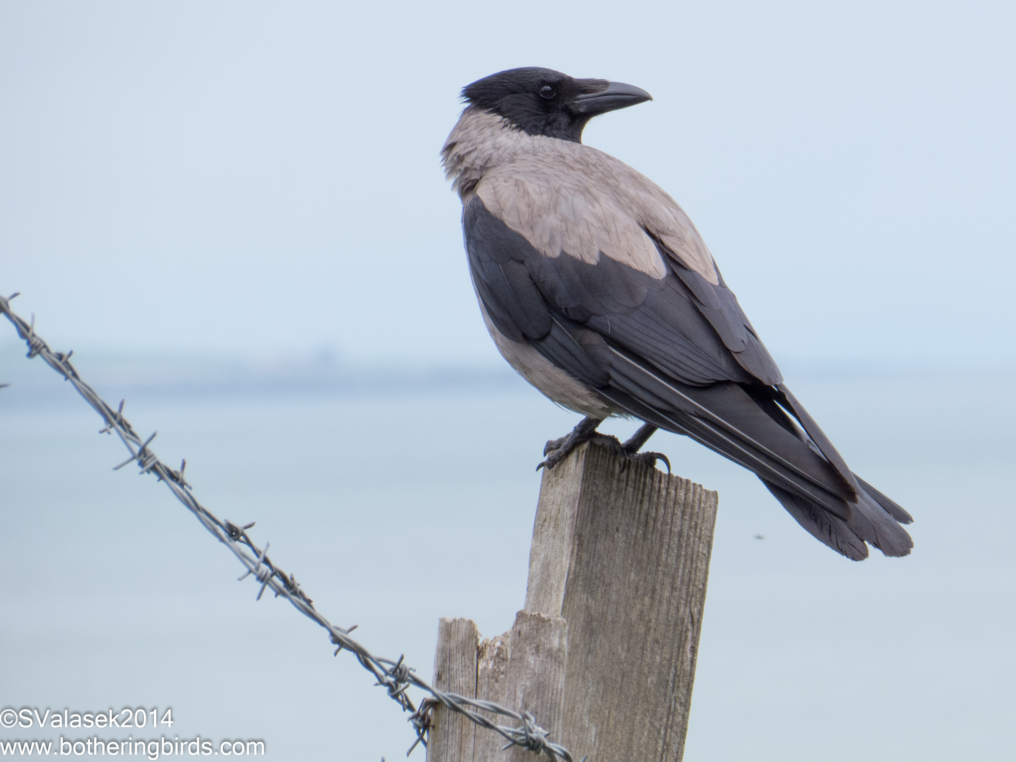 Hooded Crow