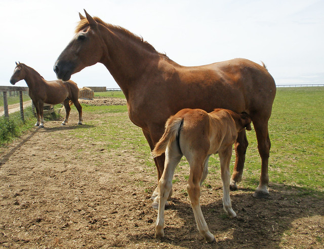 Suffolk Mare and Foal