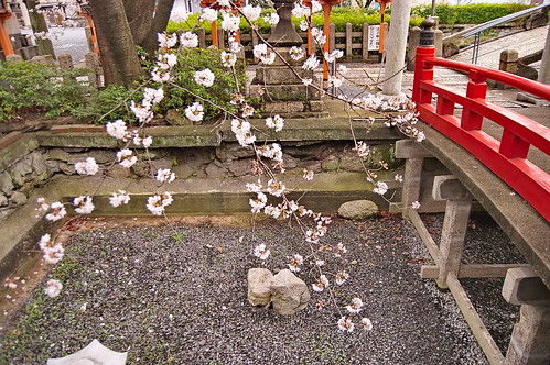 【写真】2013 桜 : 六孫王神社/2020-04-21/IMGP8941