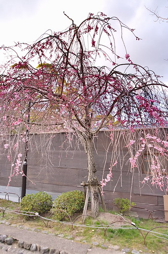 【写真】2013 桜 : 円山公園/2016-11-02/IMGP8738