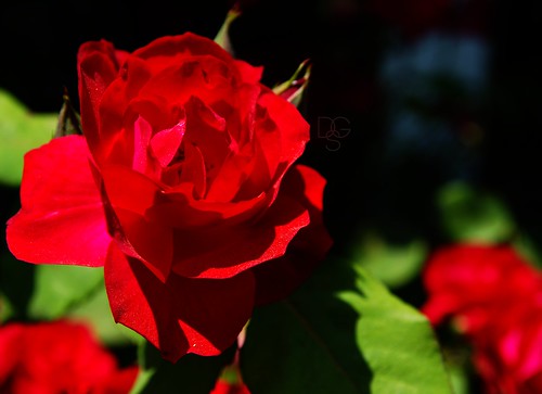 red sun flower rose blossom rosebud vanburen bloom arkansas bud