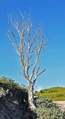 Dead Bermuda cedar at Gurnet Head