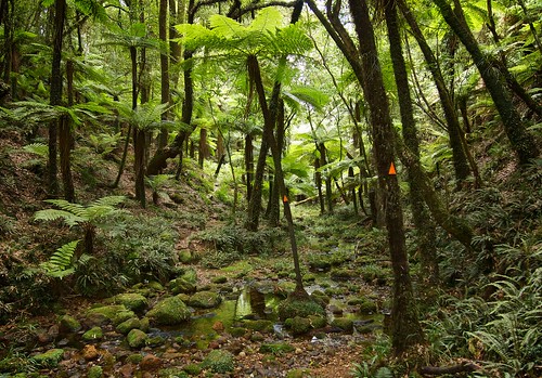 newzealand fern stream track hiking trail valley kaimairange northsouthtrack