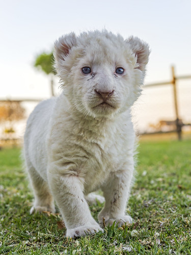 sunset wild baby white cute grass female standing cat southafrica cub big nikon small lion young adorable johannesburg lionpark d4 {vision}:{outdoor}=097 {vision}:{plant}=0605