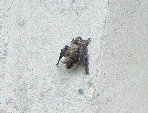 Bat2