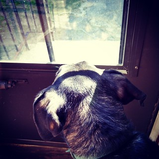 Happy Monday Morning... what's out there Tut? #dogstagram #coonhoundmix #rescued #adoptdontshop #instadog
