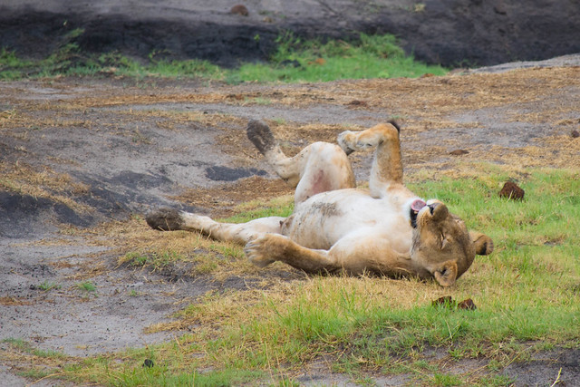 Lion rolling over