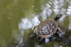 Turtle Turtle