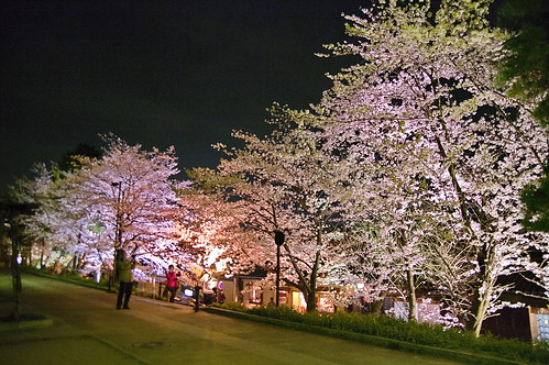【写真】2013 桜 : 高台寺（２）/2020-11-07/IMGP9338