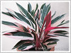 Stromanthe sanguinea 'Triostar' (Never-never Plant, Triostar Ginger, Triostar/Tricolor Stromanthe)