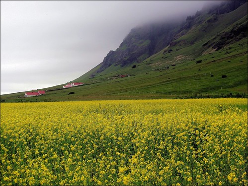flowers sky mountain verde green field yellow clouds iceland nuvole giallo cielo campo fiori montagna islanda eyjafjallajökull