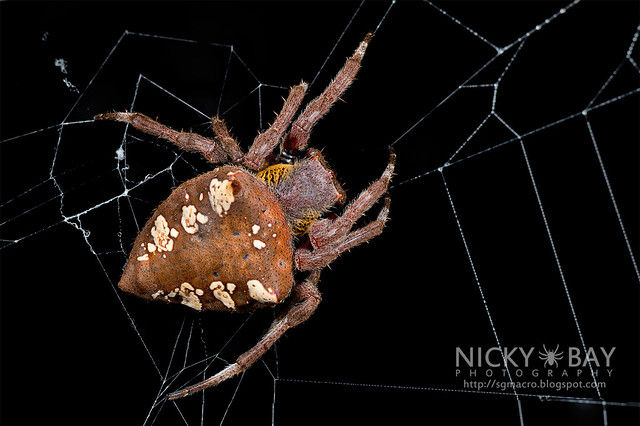 Common Garden Spider (Parawixia dehaani) - DSC_2934