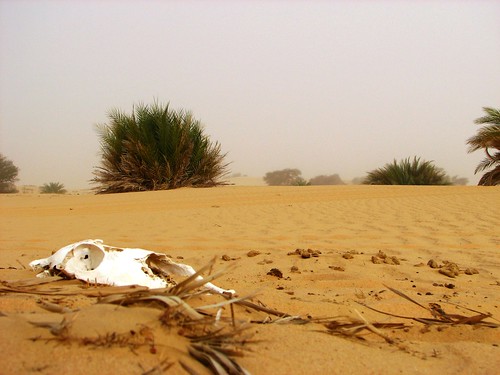 sahara niger desert