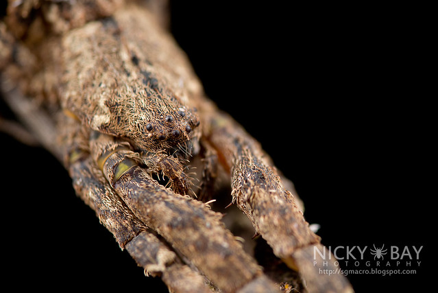 Litter Crab Spider (Borboropactus sp.) - DSC_3520