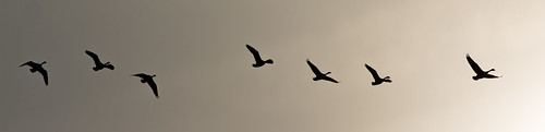 birds silhouette sunrise geese canadiangeese bif nikkor70200mmf28gedvrii nikond7100