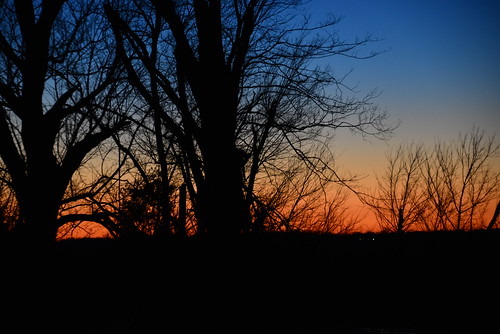 tree silhouette mississippi evening delta eveningsky sunsset