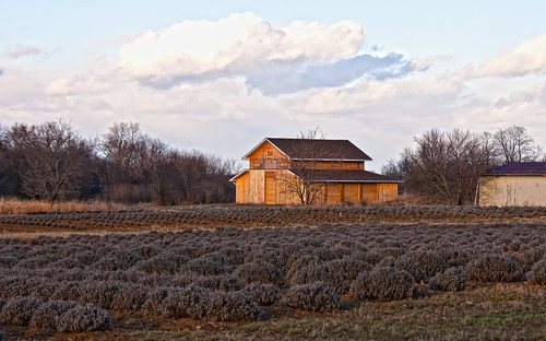 farm lavender princeedwardcounty pec clossenrd