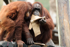 Bornean Orangutans With Cardboard