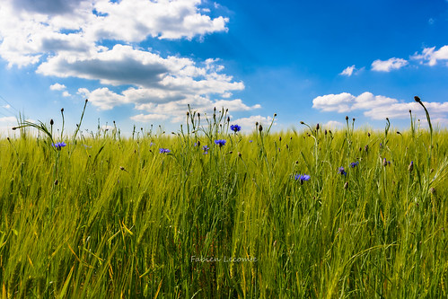 france clouds spring bluesky nuages printemps cornflower bleuets wheatfield cielbleu bleuet cornflowers hautenormandie greatphotographers champdeblé d7100 hautotsurseine sigma1835mmf18dchsm