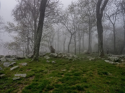 fog woodland landscape woods maryland marylandheights landscapephotography