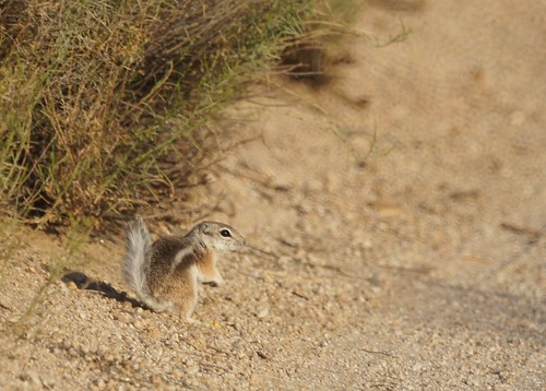 White-tailed antelope squirrel