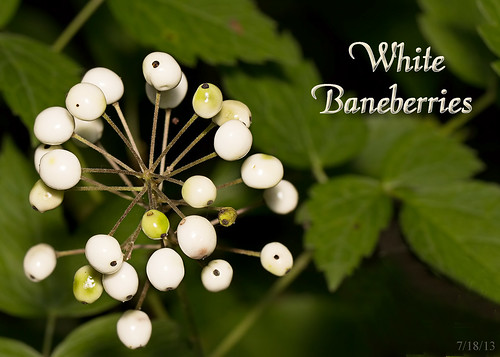 mn baneberries whitebaneberries