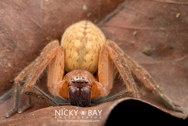 Huntsman Spider (Sparassidae) - DSC_1793