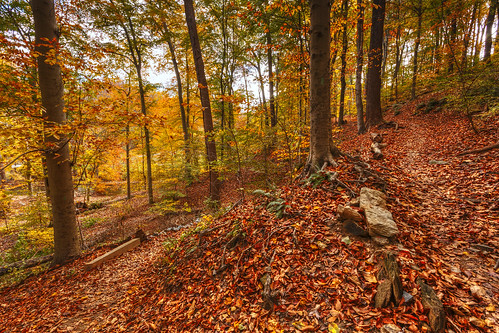 autumn trees fall colors leaves carpet washingtondc trails peaceful hike oasis rockcreekpark inthecity