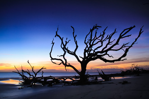 morning trees seascape beach water silhouette sunrise reflections sand shoreline liveoak skeletons atlanticocean boneyard jeckyllisland goldenisles driftwoodbeach
