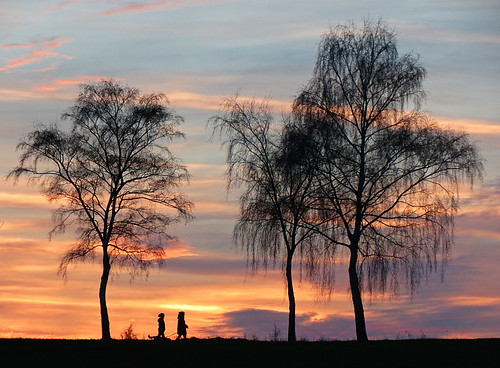sunset tree silhouette day sundown cloudy birch blinkagain blinksuperstars