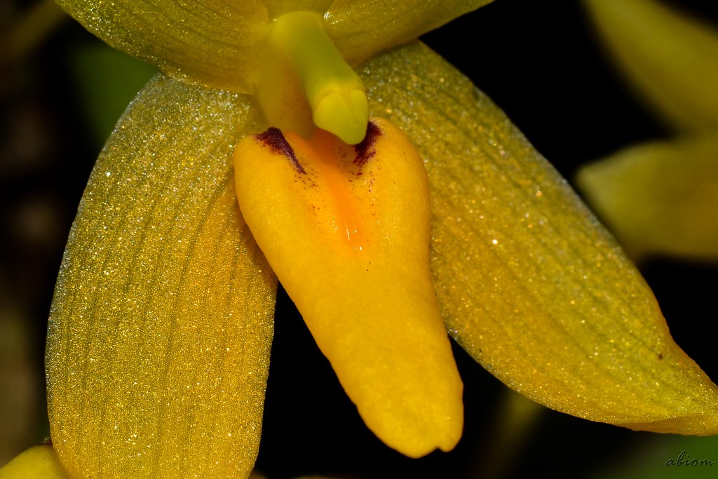 Bulbophyllum pileatum