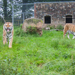 Tigers at Dartmoor Zoo