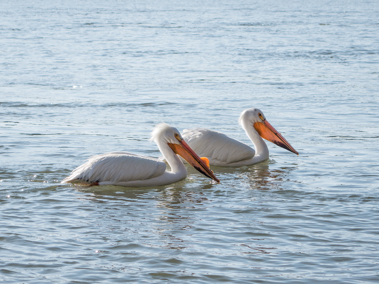 pelicans on the river