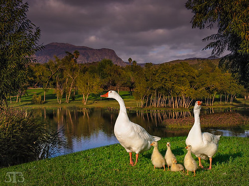 california trees usa mountain lake clouds geese babies sandiego lakeside adults lindolake