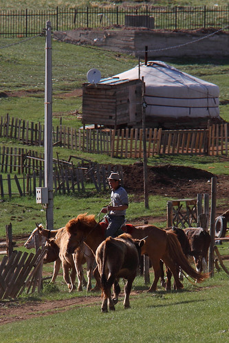 home cow cowboy with cattle near mongolia heading herd mongolian herder gachuurt