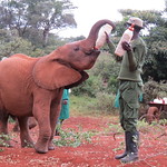 Young elephants enjoying their lunch time feed at the David Sheldrick Wildlife Trust, Nairobi, Kenya