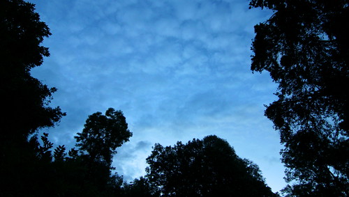 morning summer rain forest woods sommer wald morgen regen