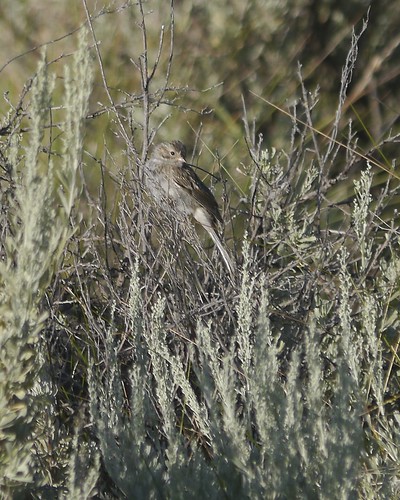bird montana wildlife