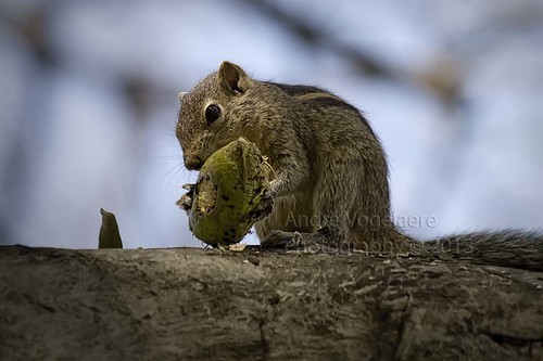 nature squirrel branch sitting eating boom eat sit srilanka tak colombo eekhoorn