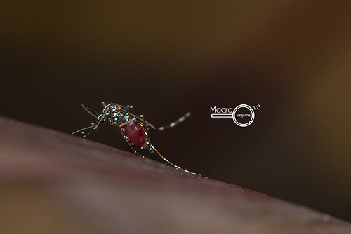 A Full Aedes sp. Mosquito