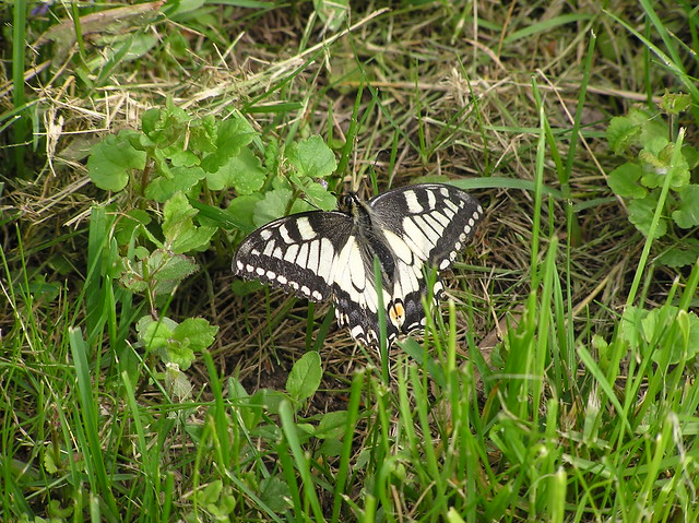 Pääsusaba, Papilio machaon