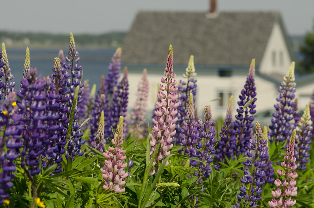 lupines 5